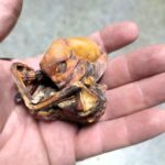 Man discovers mysterious "mummified alien foetus" in a cave outside Monterrey, Mexico, sparking debate over its origin and significance.