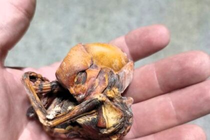 Man discovers mysterious "mummified alien foetus" in a cave outside Monterrey, Mexico, sparking debate over its origin and significance.