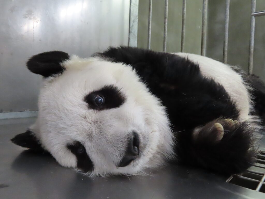 One of the world's oldest pandas, Tan Tan, passes away at 28, equivalent to 100 human years, in Japan's Oji Zoo, marking the end of an era in panda conservation efforts between China and Japan.