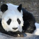 One of the world's oldest pandas, Tan Tan, passes away at 28, equivalent to 100 human years, in Japan's Oji Zoo, marking the end of an era in panda conservation efforts between China and Japan.