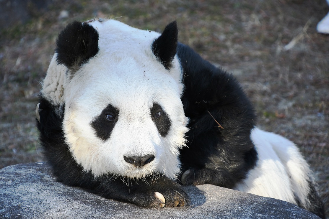 One of the world's oldest pandas, Tan Tan, passes away at 28, equivalent to 100 human years, in Japan's Oji Zoo, marking the end of an era in panda conservation efforts between China and Japan.