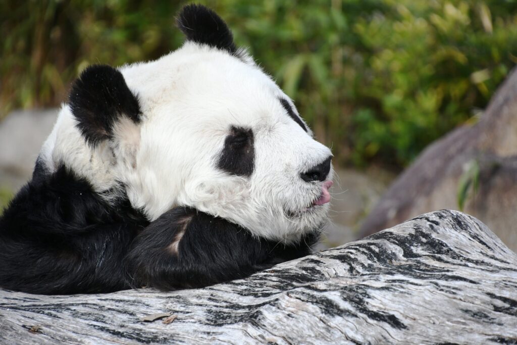 One of the world's oldest pandas, Tan Tan, passes away at 28, equivalent to 100 human years, in Japan's Oji Zoo, marking the end of an era in panda conservation efforts between China and Japan.