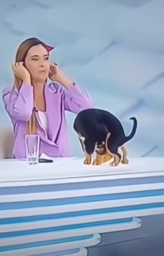 During a live TV broadcast promoting pet adoption, a puppy hilariously pooed on the news reporter's desk, shocking the crew and viewers.