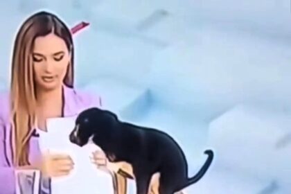 During a live TV broadcast promoting pet adoption, a puppy hilariously pooed on the news reporter's desk, shocking the crew and viewers.