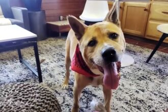 After spending over 700 days in a shelter, Velcro, a 10-year-old dog with arthritis and neurological challenges, finally finds his forever home with 75-year-old Jeanette, who recently lost her two pups. Their heartwarming adoption tale goes viral, touching millions online.