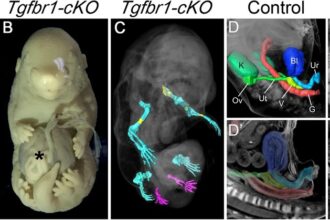 Boffins at Gulbenkian Science Institute in Oeiras, Portugal, create six-legged mice to understand early development and potentially cure cancer.