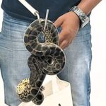 Man arrested after smuggling 10 snakes in luggage from Bangkok to India. Customs department intercepts yellow Anacondas concealed in suitcase.
