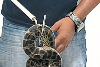 Man arrested after smuggling 10 snakes in luggage from Bangkok to India. Customs department intercepts yellow Anacondas concealed in suitcase.