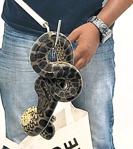 Man arrested after smuggling 10 snakes in luggage from Bangkok to India. Customs department intercepts yellow Anacondas concealed in suitcase.