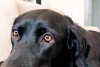 Witness the heartwarming moment a pregnant woman's dog reacts to feeling her unborn baby kick, capturing the pure bond between pets and their owners.