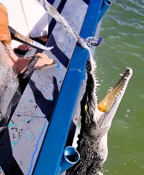 A fisherman's routine catch turned into a thrilling encounter when a crocodile latched onto his net in Queensland, Australia.