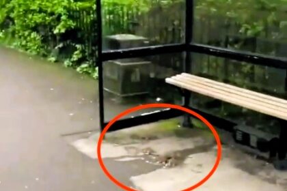 Rats surprise locals by gathering at a bus stop in a posh Brighton neighborhood, enjoying food scraps despite the upscale surroundings.