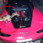 A Ferrari owner was surprised to find a fox leaving a surprise on his £200,000 sports car. The furry intruder, captured by a security camera, left its mark on the flashy vehicle, much to the owner's amusement.