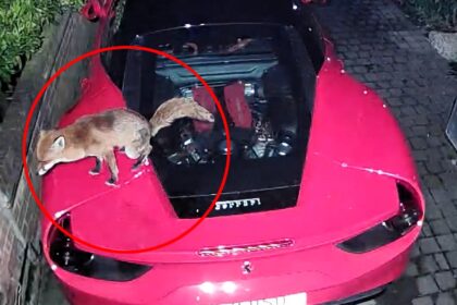 A Ferrari owner was surprised to find a fox leaving a surprise on his £200,000 sports car. The furry intruder, captured by a security camera, left its mark on the flashy vehicle, much to the owner's amusement.