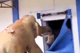 Watch as a hungry elephant hilariously breaks open a storage unit to steal food in this viral video captured by a local in India.
