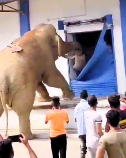 Watch as a hungry elephant hilariously breaks open a storage unit to steal food in this viral video captured by a local in India.