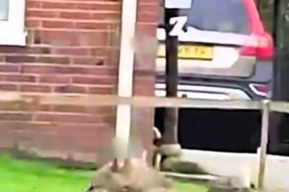 Locals in Eelde, The Netherlands, were shocked as a massive wolf was spotted running down the road. Filmed by Allart, the sighting was no April Fool's joke. Experts couldn't identify the breed.