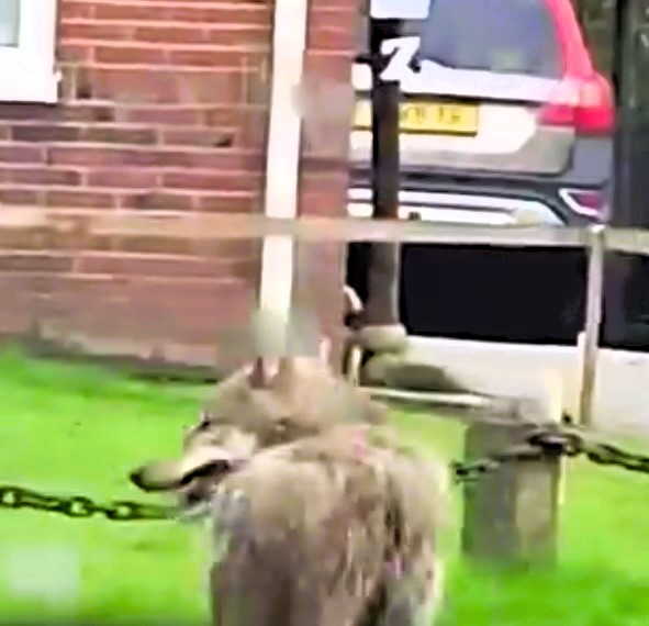 Locals in Eelde, The Netherlands, were shocked as a massive wolf was spotted running down the road. Filmed by Allart, the sighting was no April Fool's joke. Experts couldn't identify the breed.
