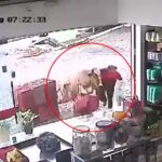 A dramatic scene unfolds as a runaway cow charges into a convenience store, knocking down a shopper. CCTV captures the chaos as the bovine causes havoc before fleeing, leaving behind minor injuries and damaged goods.