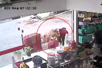 A dramatic scene unfolds as a runaway cow charges into a convenience store, knocking down a shopper. CCTV captures the chaos as the bovine causes havoc before fleeing, leaving behind minor injuries and damaged goods.