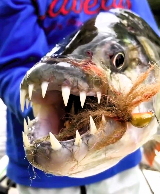 Discover the terrifying goliath tigerfish, a freshwater predator with fangs capable of chewing through crocodile bones in seconds.