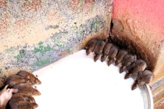 Uncover the mystique of the Karni Mata Temple in Deshnoke, India, where 20,000 holy rats roam freely. Learn about the legend behind this unique Hindu temple and the reverence shown to its furry inhabitants.