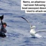 Chris Brown, 62, gained attention for his expedition to Point Nemo, one of the world's eight Poles of Inaccessibility, with son Mika, 30. Their journey went viral, featuring a humorous albatross encounter.