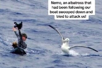 Chris Brown, 62, gained attention for his expedition to Point Nemo, one of the world's eight Poles of Inaccessibility, with son Mika, 30. Their journey went viral, featuring a humorous albatross encounter.