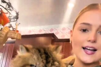 Social media users are amazed by Emerson Ansley's revelation that her pet cat, nicknamed "Benjamin Button," is nearly 100 years old in cat years, defying typical feline life expectancies.