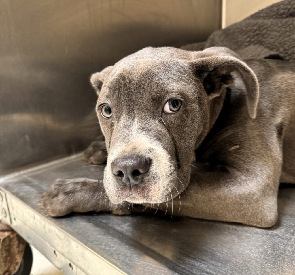 Abandoned puppy, Minerva, left outside a shelter with a note, finds a new loving home within hours of being made available for adoption, ending her heartbreaking ordeal.