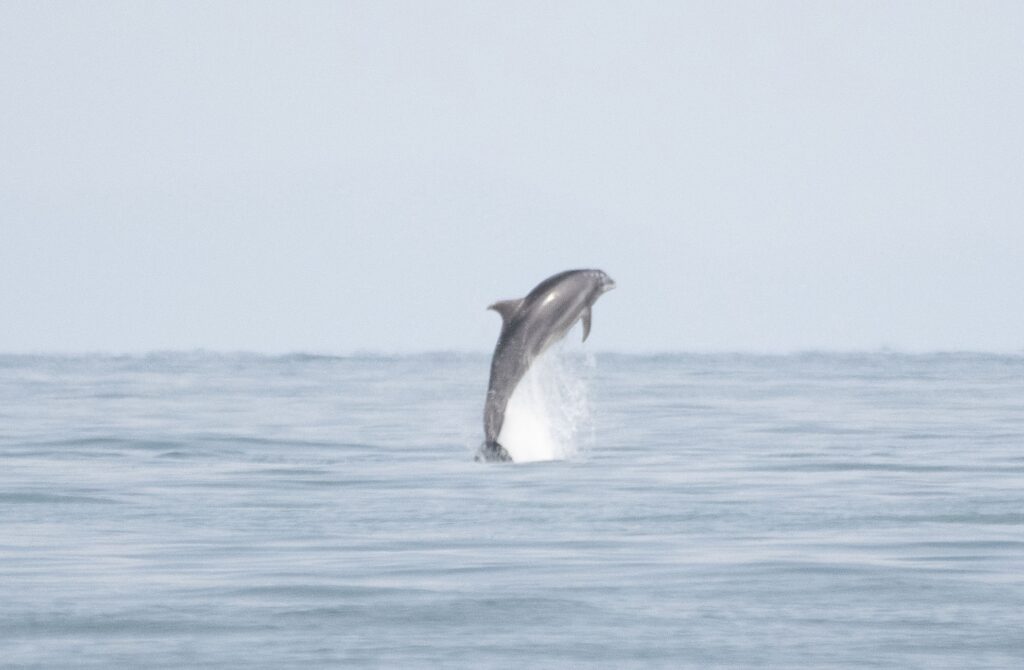 Stunning photos capture a dolphin's playful antics near a Welsh beach, appearing to 'fly' through the air. The majestic encounter delights onlookers.