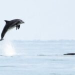 Stunning photos capture a dolphin's playful antics near a Welsh beach, appearing to 'fly' through the air. The majestic encounter delights onlookers.