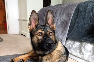 Athena, a three-legged German Shepherd, seeks a loving home. Resilient and playful, she needs an experienced, patient owner to provide the care and love she deserves.