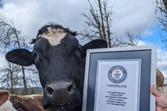 Romeo, a Holstein bull at Welcome Home Animal Sanctuary in Oregon, has been crowned the world's tallest steer by Guinness, standing at 6 feet 4.5 inches. Rescued as a calf, Romeo's story highlights the potential of male dairy calves if given a chance to thrive.