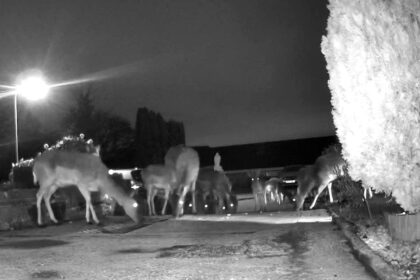 A Ring doorbell captured a herd of fallow deer grazing on Lyn Tremaine's garden in Plymouth, England, offering her a front-row view of these nightly visitors.
