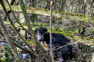 A Doberman named Dobby, found bleeding and with scaly skin in a bush, has undergone a remarkable transformation and found a new home. After RSPCA care, he now thrives with owners Josie and Scott Overton in Chesterfield.