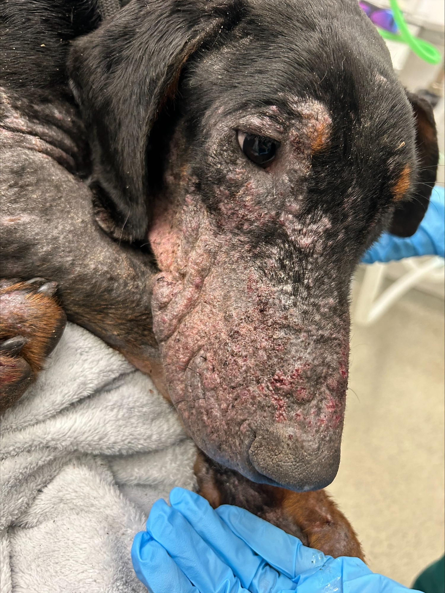 A Doberman named Dobby, found bleeding and with scaly skin in a bush, has undergone a remarkable transformation and found a new home. After RSPCA care, he now thrives with owners Josie and Scott Overton in Chesterfield.