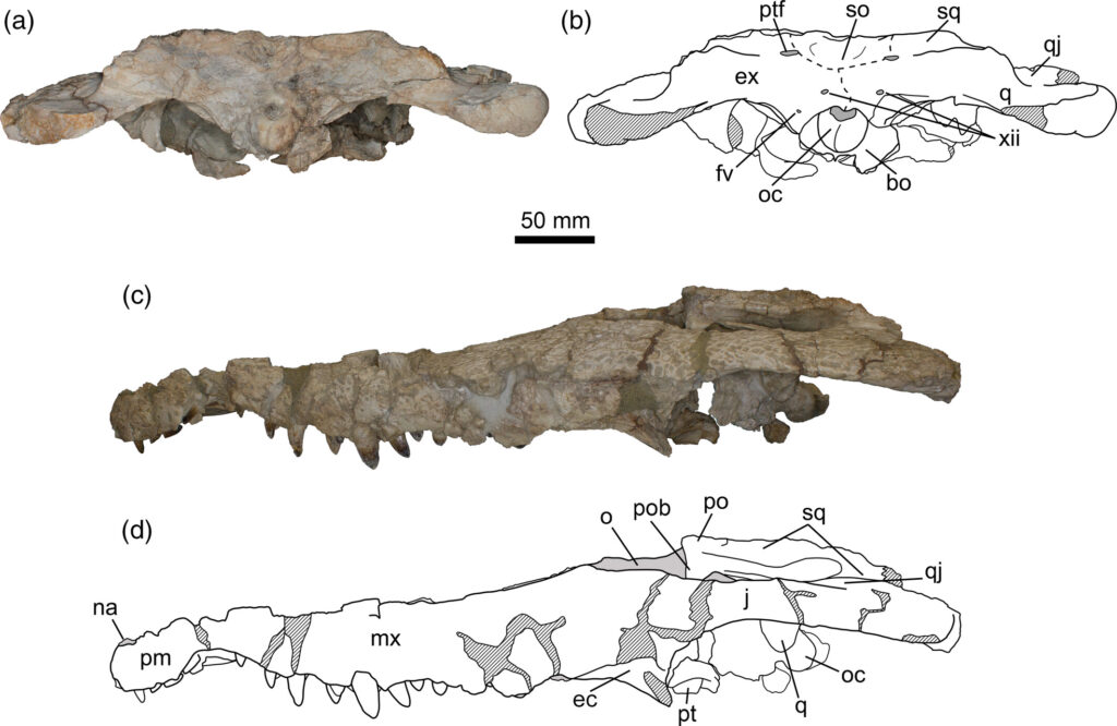 Boffins discover 'Asiatosuchus oenotriensis,' a fearsome crocodile species from 45 million years ago, in Spain's wine region.