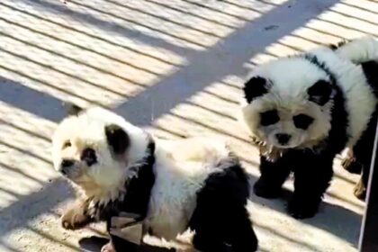 Outrage ensues as a zoo in China presents dyed Chow Chows as pandas. Despite claims of safe dye use, critics decry animal cruelty.
