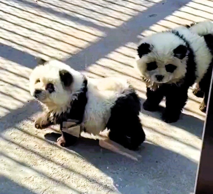 Outrage ensues as a zoo in China presents dyed Chow Chows as pandas. Despite claims of safe dye use, critics decry animal cruelty.