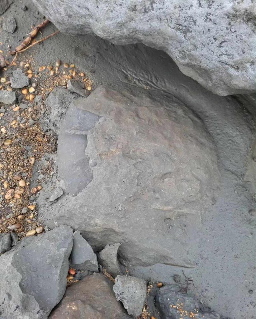 A young dinosaur enthusiast made a rare discovery on an Isle of Wight beach: a giant 115-million-year-old fossil, sparking awe and admiration.