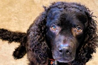 Middleton Public Library waives fees for pet-damaged books if owners submit a photo of the culprit. The new rule has become a hit on social media, showcasing adorable book-chomping pets.
