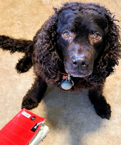Middleton Public Library waives fees for pet-damaged books if owners submit a photo of the culprit. The new rule has become a hit on social media, showcasing adorable book-chomping pets.