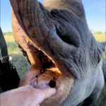 Wildlife conservationist Reilly Travers, 39, captured stunning close-up footage of an endangered black rhino named Tafika. The video showcases the trust between Reilly and the six-year-old rhino at his sanctuary, Imire, in Zimbabwe.