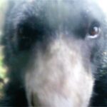 A spectacled bear in southern Colombia takes a 'selfie' with a hidden camera before calmly continuing its stroll. The camera, set up by local farmers, aids conservation efforts for this vulnerable species.