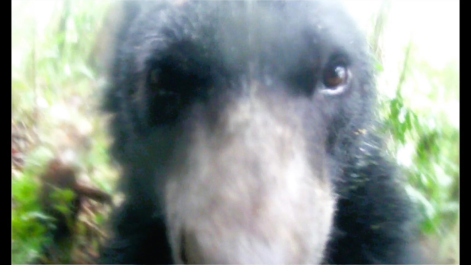 A spectacled bear in southern Colombia takes a 'selfie' with a hidden camera before calmly continuing its stroll. The camera, set up by local farmers, aids conservation efforts for this vulnerable species.