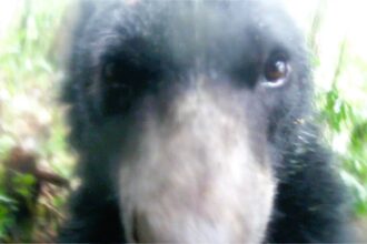 A spectacled bear in southern Colombia takes a 'selfie' with a hidden camera before calmly continuing its stroll. The camera, set up by local farmers, aids conservation efforts for this vulnerable species.