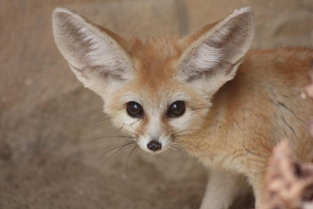 Discover the newest residents at Exmoor Zoo: adorable Fennec foxes, the world's smallest fox species, settling into their European breeding program home.