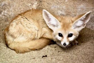 Discover the newest residents at Exmoor Zoo: adorable Fennec foxes, the world's smallest fox species, settling into their European breeding program home.