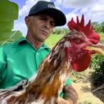 A farmer in Brazil proudly showcased a giant chicken the size of a child. The viral clip, viewed 590,000 times on X, features the farmer holding the colossal bird, sparking humorous comments about its size and resemblance to a velociraptor.